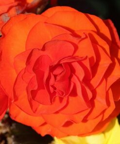 Begonia Orange