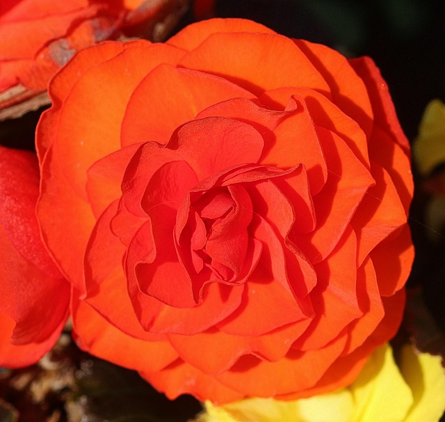Begonia Orange