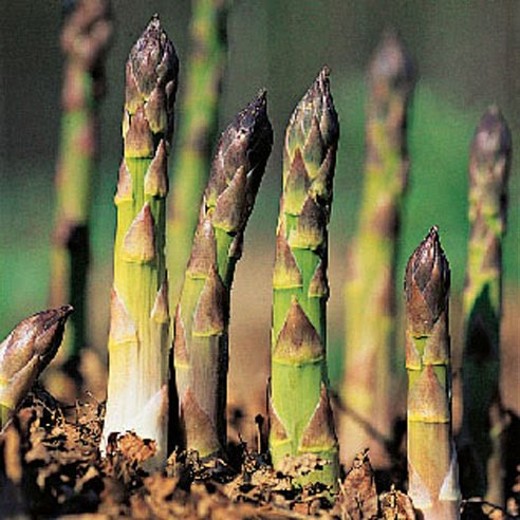 ASPARAGUS Connover’s Colossal - Image 4