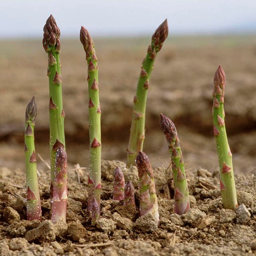 ASPARAGUS Connover’s Colossal