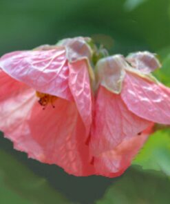 Flowering Maple