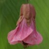 Abutilon Pink Charm