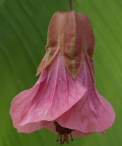 Abutilon Pink Charm