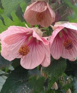 Pink Charm