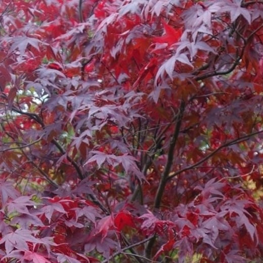 ACER Purpureum. Japanese Maple. - Image 3