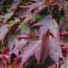 Acer purpureun