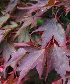 Acer purpureun