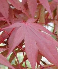 purpureum