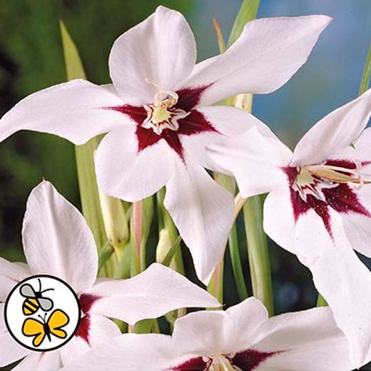 SUMMER FLOWERING BULBS x 100 Mixed - Image 3