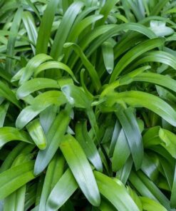 agapanthus leaves