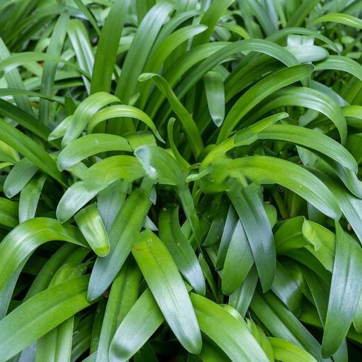 agapanthus leaves