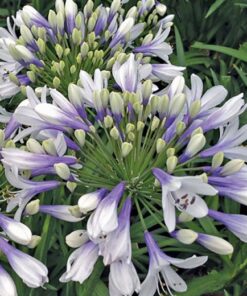 Agapanthus Twister