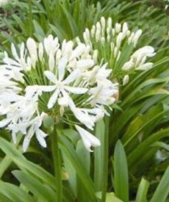 Agapanthus White