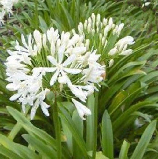 Agapanthus White