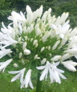 Agapanthus White Heaven