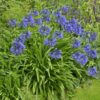 Agapanthus Winter Storm