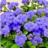 Blue Mink Ageratum