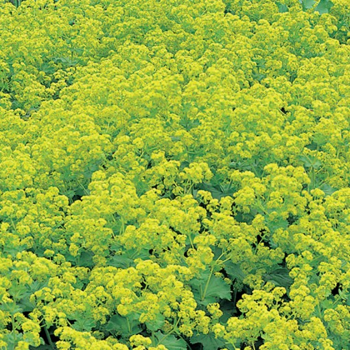 ALCHEMILLA mollis. Lady’s Mantle. - Image 4