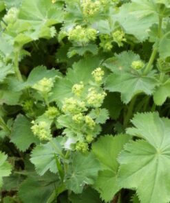 Alchemilla flowers