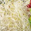 Sprouting seeds Alfalfa