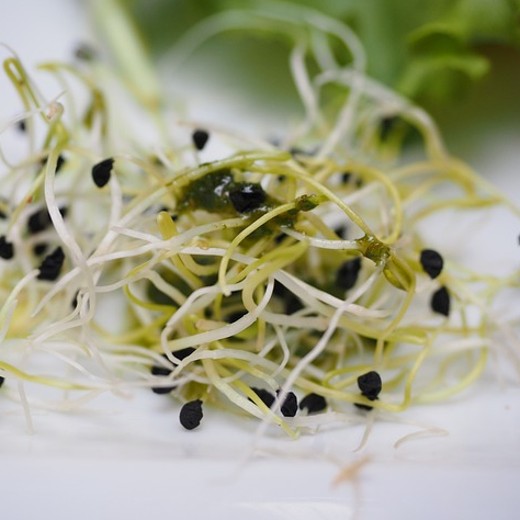 Sprouting seeds