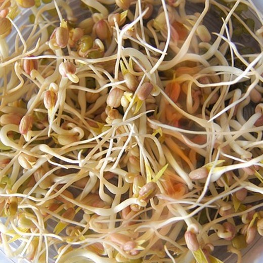 salad sprouting seeds