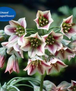 Allium bulgaricum