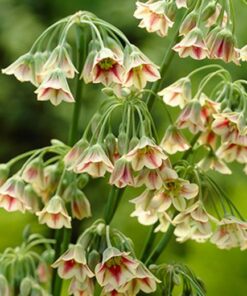 Alternative view of Allium Bulgaricum. Ornamental Onion.
