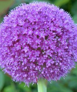 Alternative view of ALLIUM giganteum. The Giant Onion.