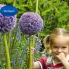 allium giganteum