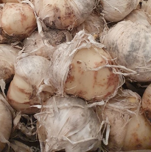 ALLIUM giganteum. The Giant Onion. - Image 3