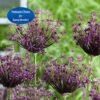 Allium Miami