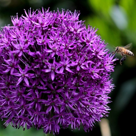 Purple Sensation
