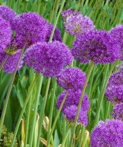 Ornamental Onion Purple Sensation
