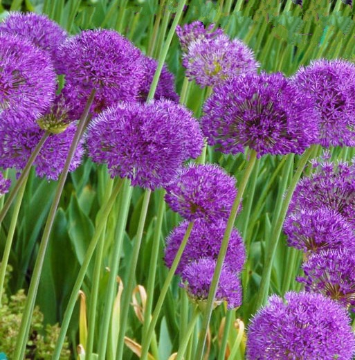 Ornamental Onion Purple Sensation