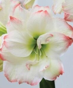 Amaryllis Amadeus