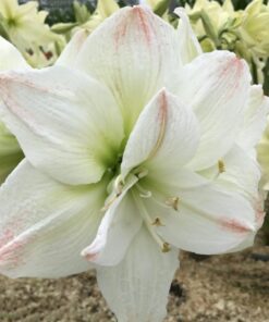 Alternative view of Amaryllis Amadeus – Premium Giant Flowering Bulb (Size 42–44)