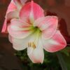 Amaryllis Apple Blossom