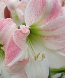 Apple Blossom