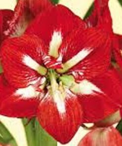 barbados amaryllis