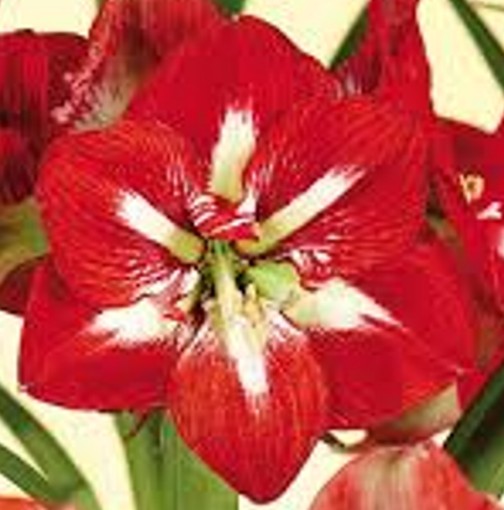 barbados amaryllis