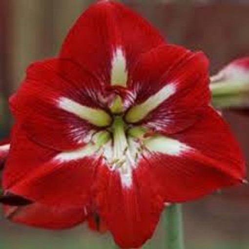 Amaryllis Barbados