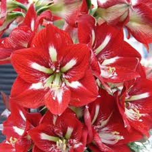 AMARYLLIS