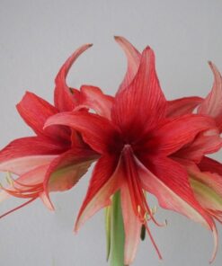 Alternative view of AMARYLLIS Bogota. Spider type. Large 36-38 Bulbs.