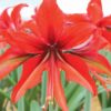 Amaryllis Bogota