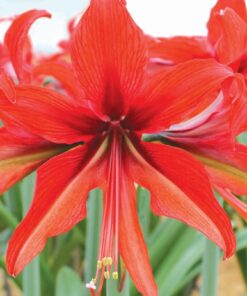 Amaryllis Bogota
