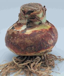 amaryllis bulb