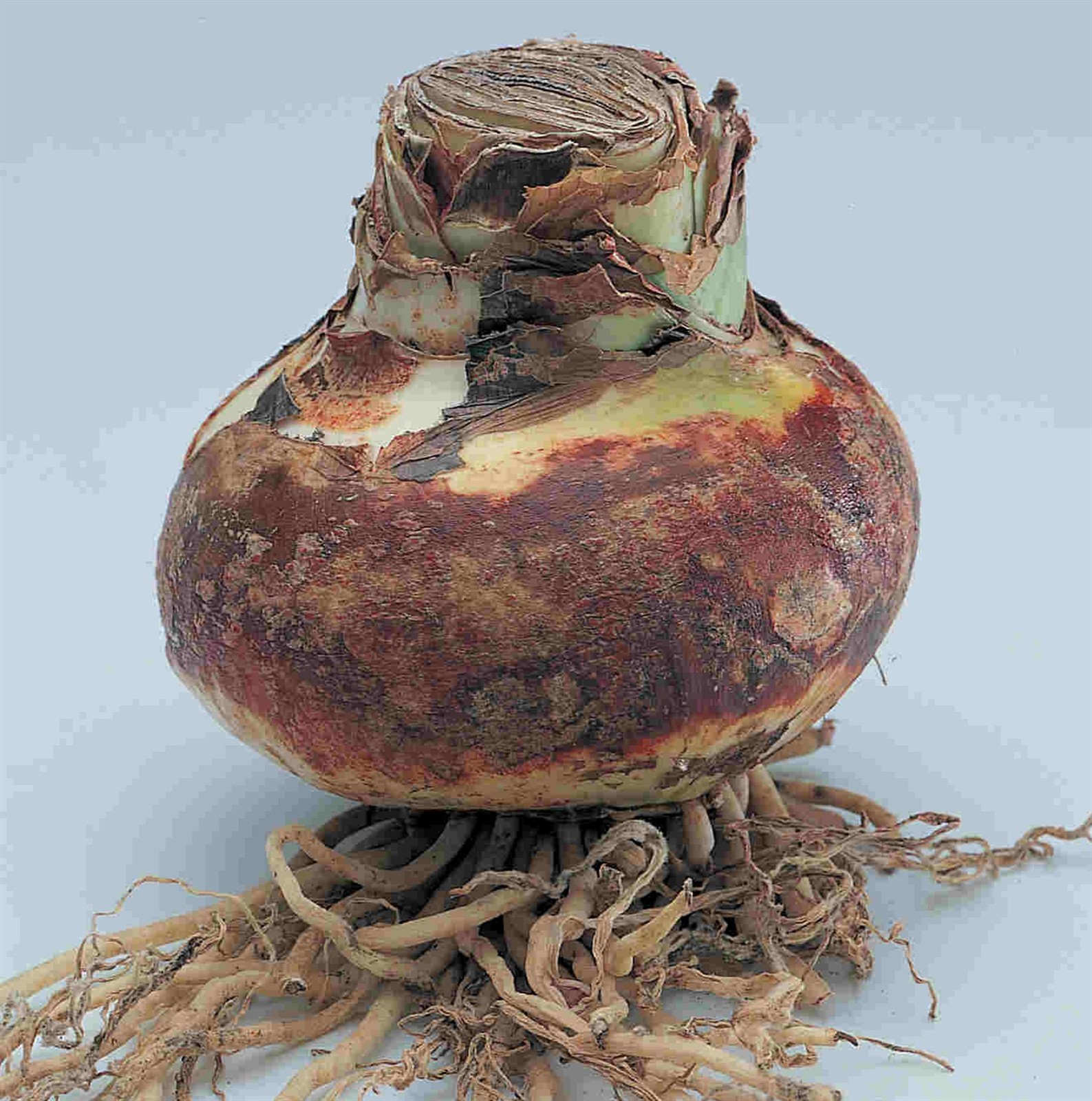 amaryllis bulb