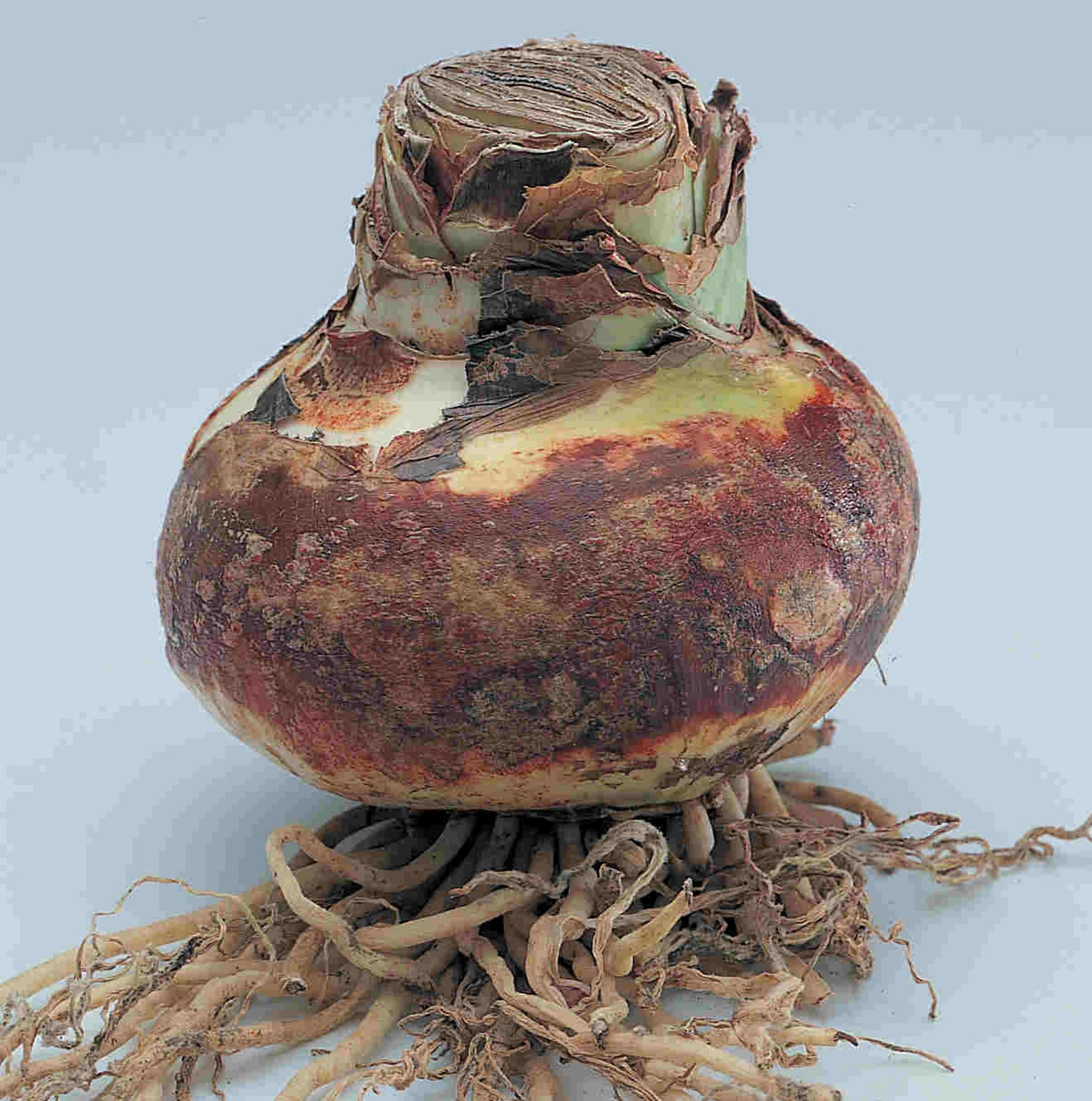 amaryllis bulb