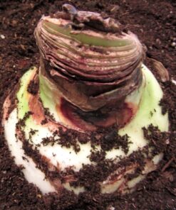 Amaryllis bulb planted